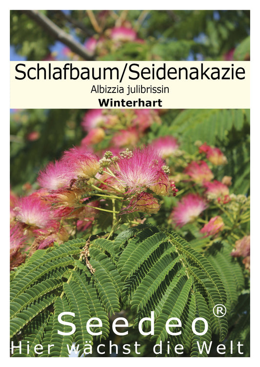 Seedeo® Seidenakazie/Schlafbaum (Albizzia julibrissin) 50 Samen