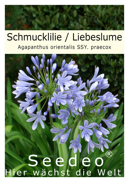 Seedeo® Schmucklilie Liebeslume (Agapanthus orientalis)25 Korn