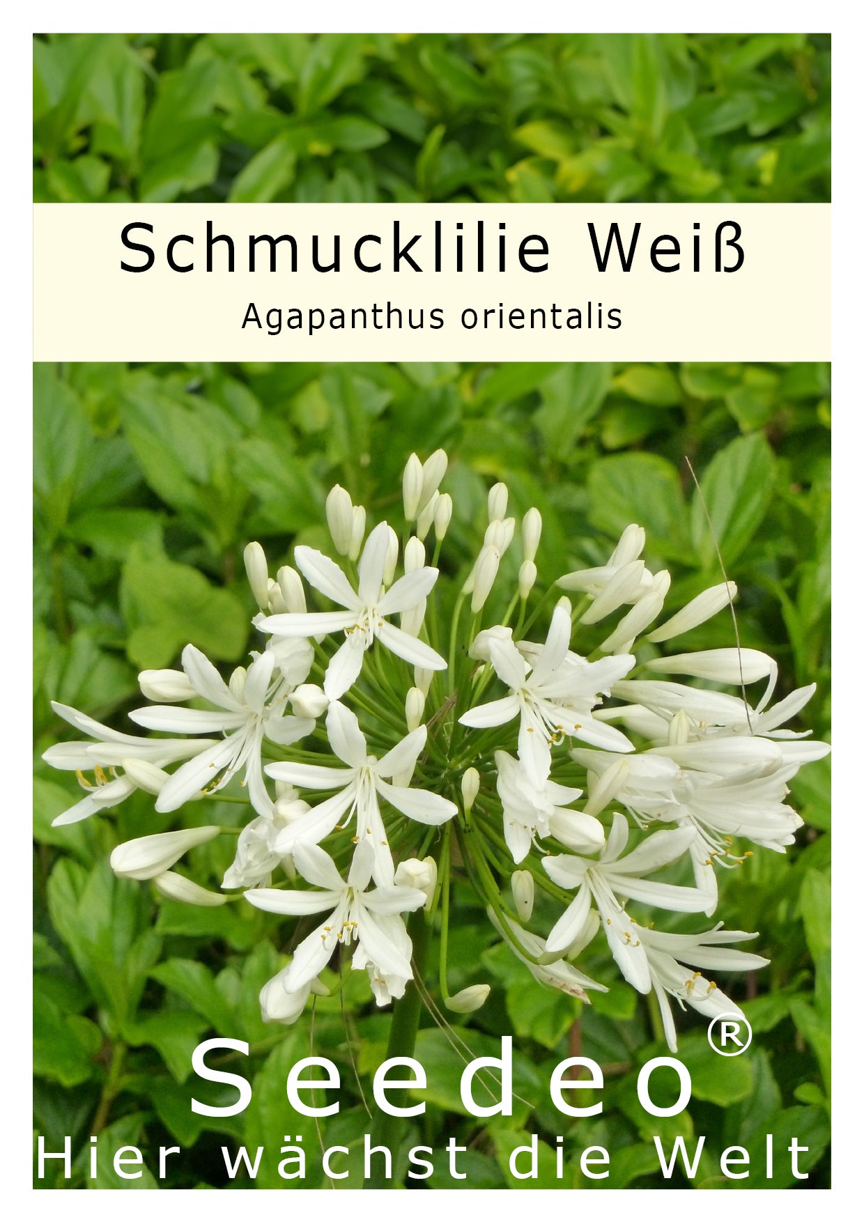 Seedeo® Schmucklilie Weiß (Agapanthus orientalis) Getty White 25 Samen