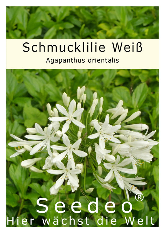 Seedeo® Schmucklilie Weiß (Agapanthus orientalis) Getty White 25 Samen
