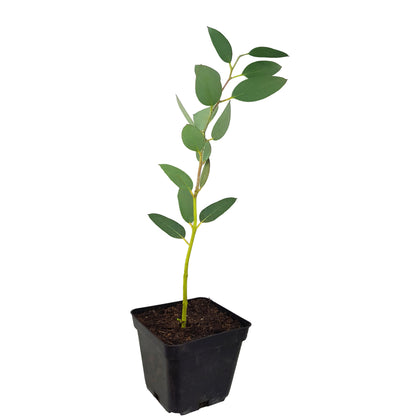 Seedeo® Schnee-Eucalyptus (Eucalyptus pauciflora ssp. niphophila) Pflanze ca. 20 cm - 30 cm hoch
