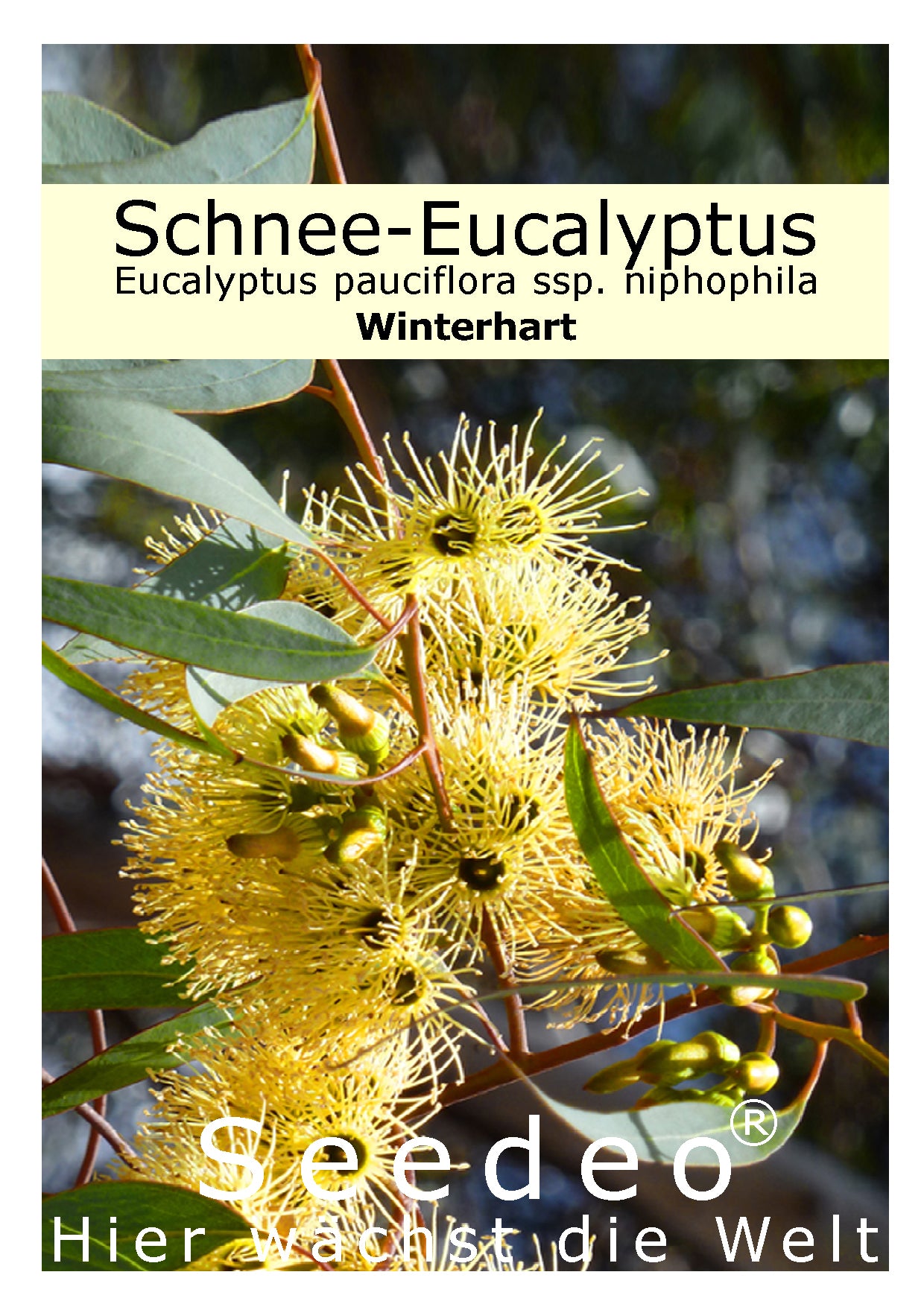 Seedeo® Schnee-Eucalyptus(Eucalyptus pauciflora) 100 Korn