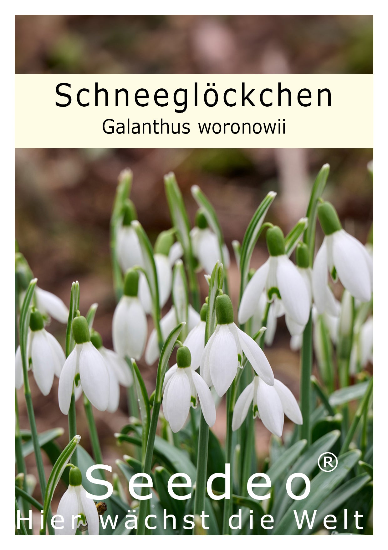 Schneeglöckchen (Galanthus woronowii) 100 Stück