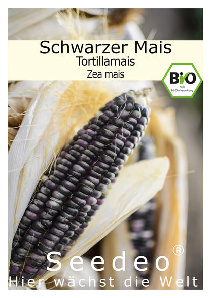 Seedeo® Schwarzer Mais /Tortillamais (Zea mais) ca. 25 Samen BIO