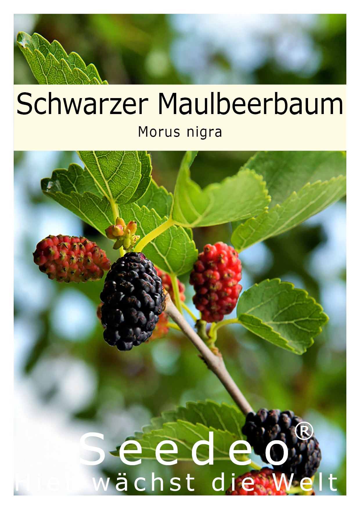 Seedeo® Schwarzer Maulbeerbaum (Morus nigra) 100 Samen