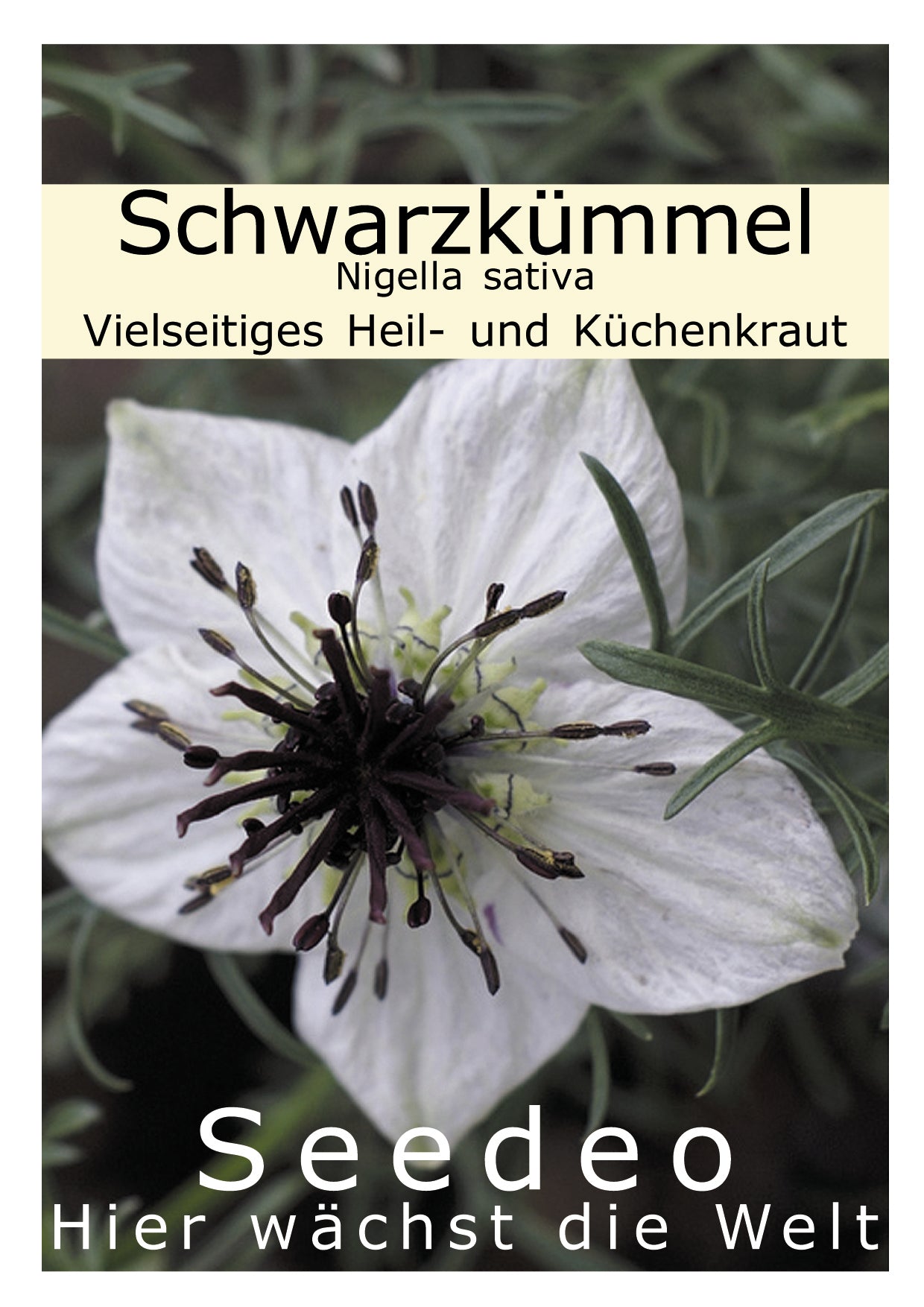 Seedeo® Schwarzkümmel Nigella Sativa 100 Samen BIO