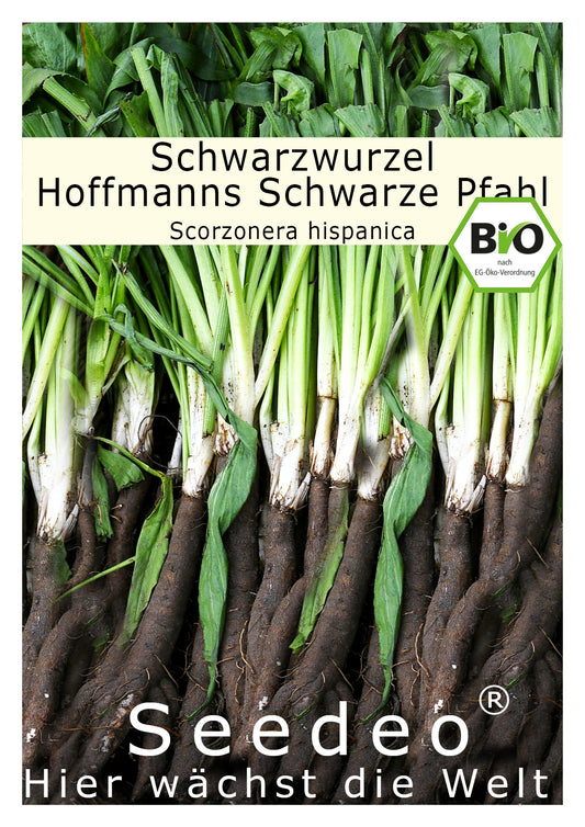 Seedeo® Schwarzwurzel Hoffmanns Schwarze Pfahl (Scorzonera hispanica) ca.100 Samen BIO