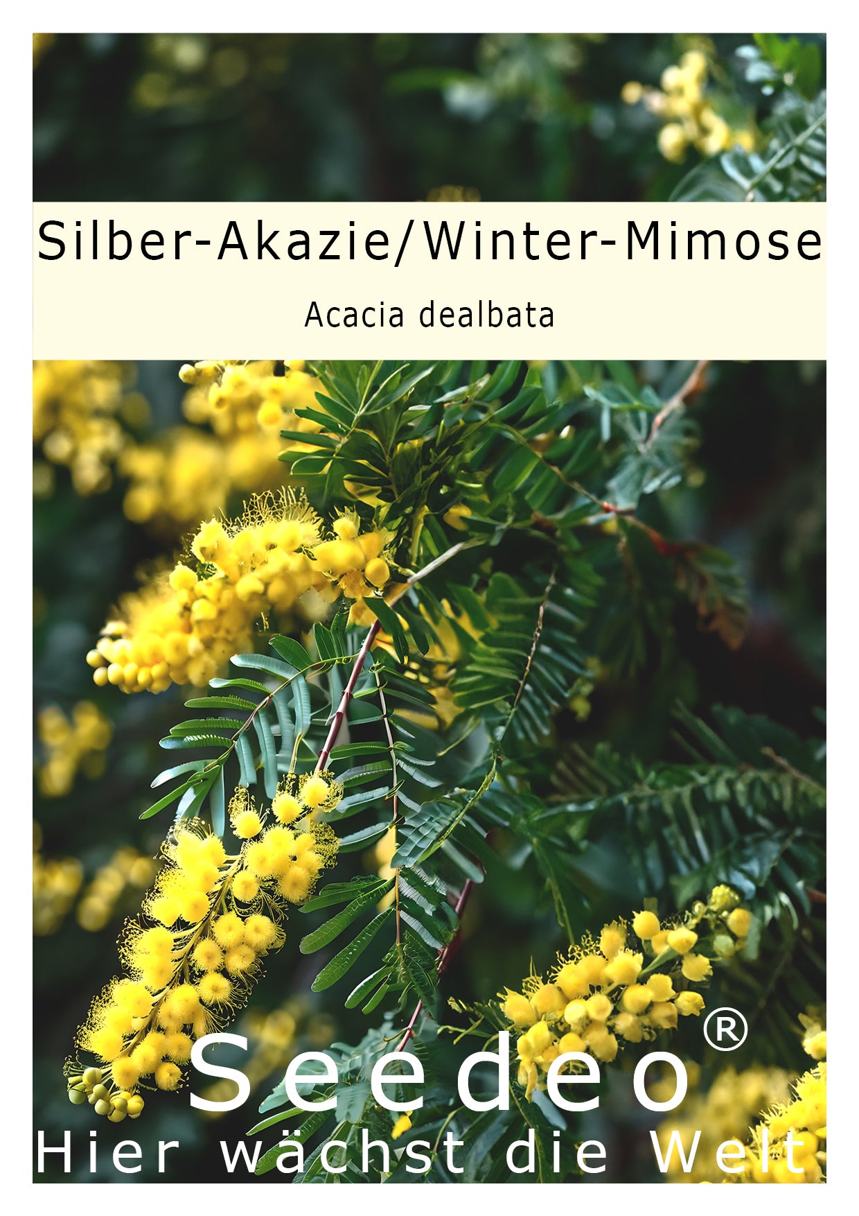 Seedeo® Silber-Akazie / Winter-Mimose (Acacia dealbata) ca. 50 Samen