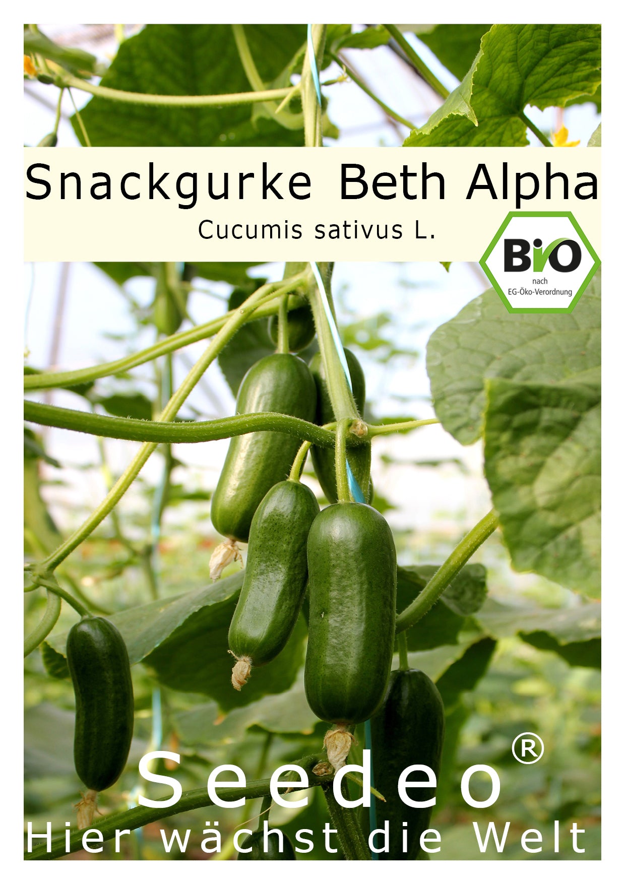 Seedeo® Salat/Snackgurke ‚Beth Alpha‘ (Cucumis sativus L.) 10 Samen BIO