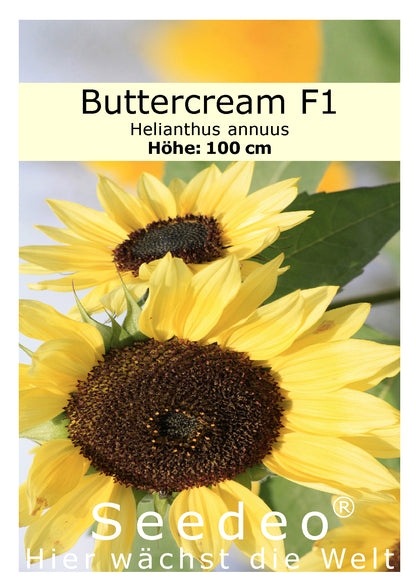 Seedeo Sonnenblume Buttercream F1 (Helianthus annuus) 30 Samen