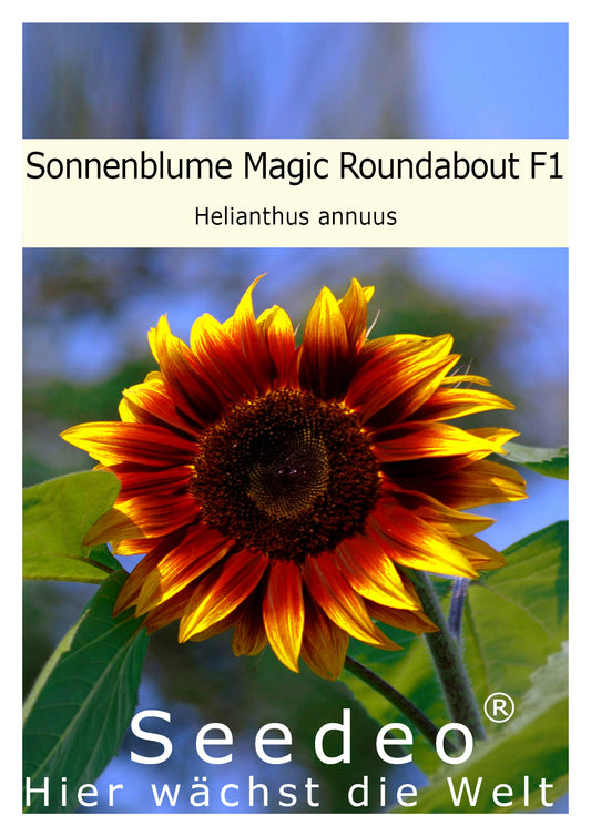 Seedeo® Sonnenblume Magic Roundabout F1 (Helianthus annuus) 20 Samen