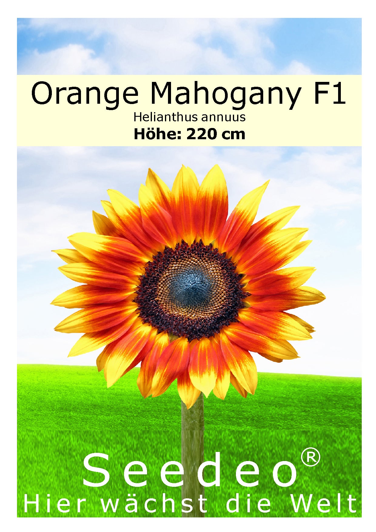 Seedeo® Sonnenblume Orange Mahogany F1 (Helianthus annuus) 20 Samen