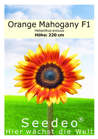Seedeo® Sonnenblume Orange Mahogany F1 (Helianthus annuus) 20 Samen