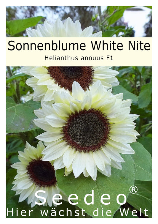 Seedeo® Sonnenblume White Nite (Helianthus annuus) 25 Samen