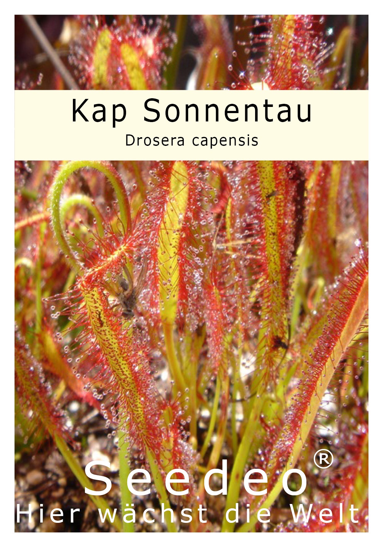 Seedeo® Sonnentau (Drosera capensis) 50 Samen inkl. Anzuchtsubstrat