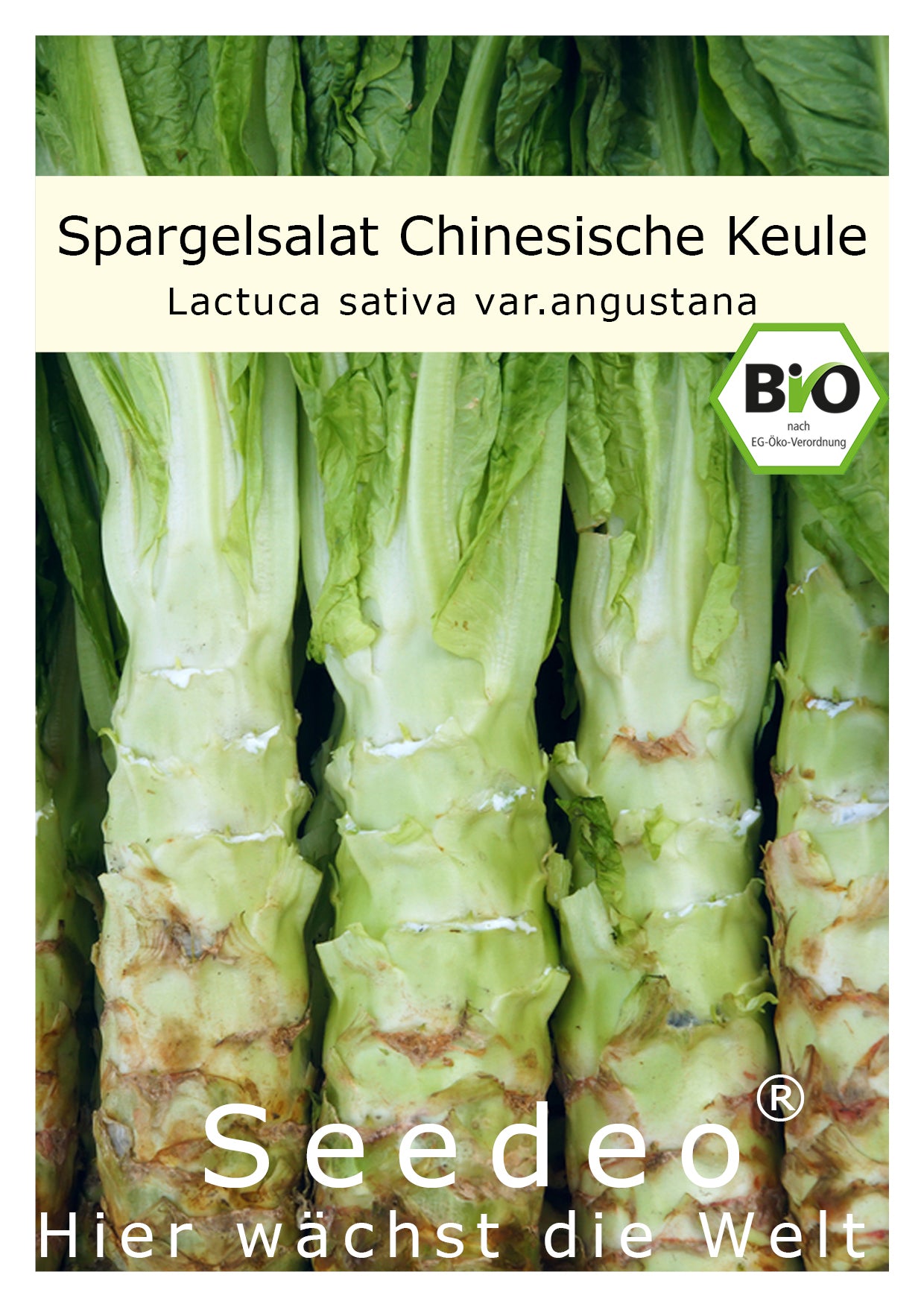Seedeo® Spargelsalat Chinesische Keule (Lactuca sativa var. angustana) 100 Samen BIO