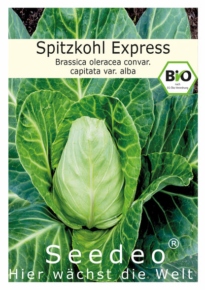 Seedeo® Spitzkohl Express (Brassica oleracea convar. capitata var. alba) ca. 100 Samen BIO