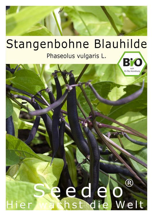 Seedeo® Stangenbohne 'Blauhilde' (Phaseolus vulgaris L.) 30 Samen BIO