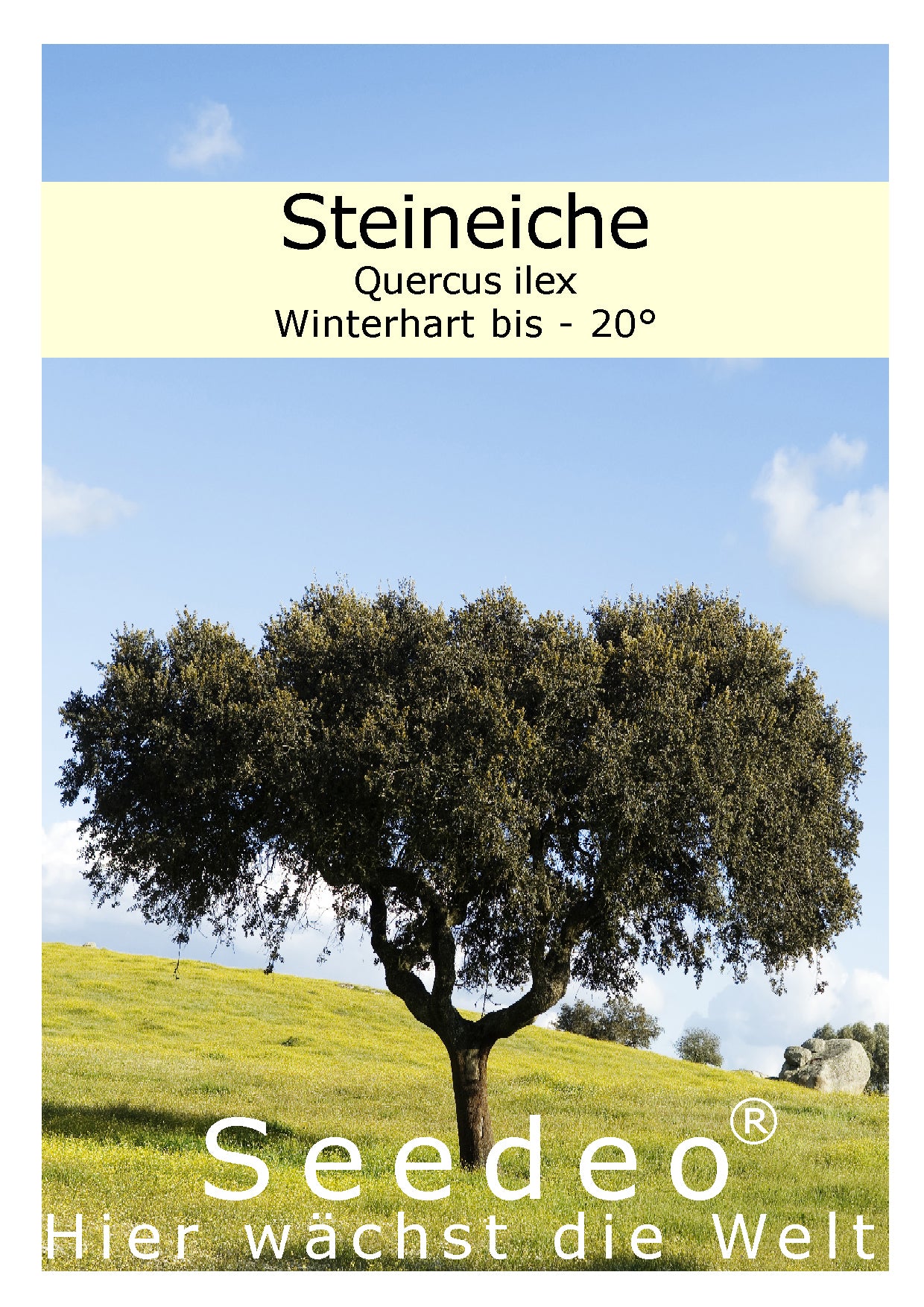 Seedeo® Steineiche (Quercus ilex) Pflanze ca.20 cm hoch