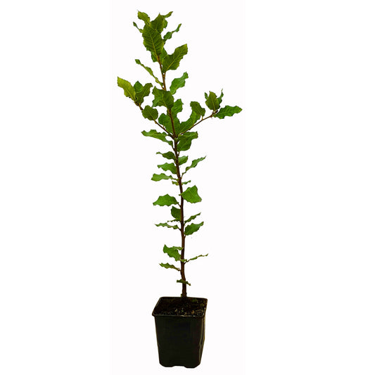 Seedeo® Steineiche (Quercus ilex) Pflanze ca.20 cm hoch