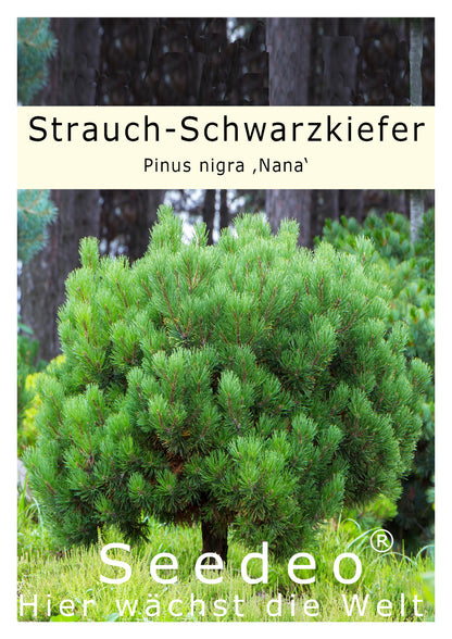 Seedeo® Zwergkiefer/Strauch-Schwarzkiefer (Pinus nigra ‚Nana‘) Pflanze ca. 25 cm