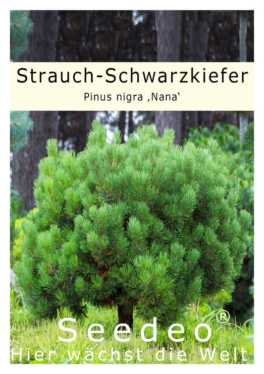 Seedeo® Zwergkiefer/Strauch-Schwarzkiefer (Pinus nigra ‚Nana‘) Pflanze ca. 25 cm