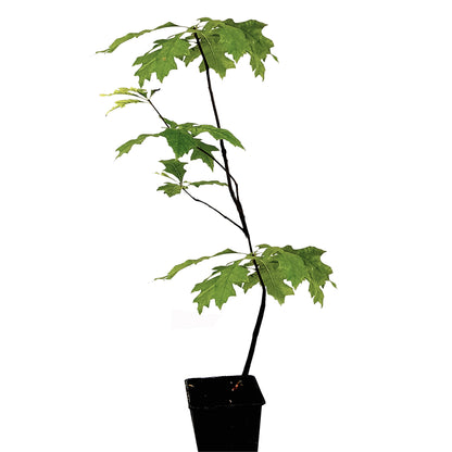 Seedeo® Sumpf-Eiche (Quercus palustris) Pflanze ca. 30 cm