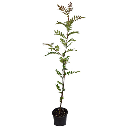 Seedeo® Szechuan Peffer (Zanthoxylum simulans) ca. 80 cm hoch