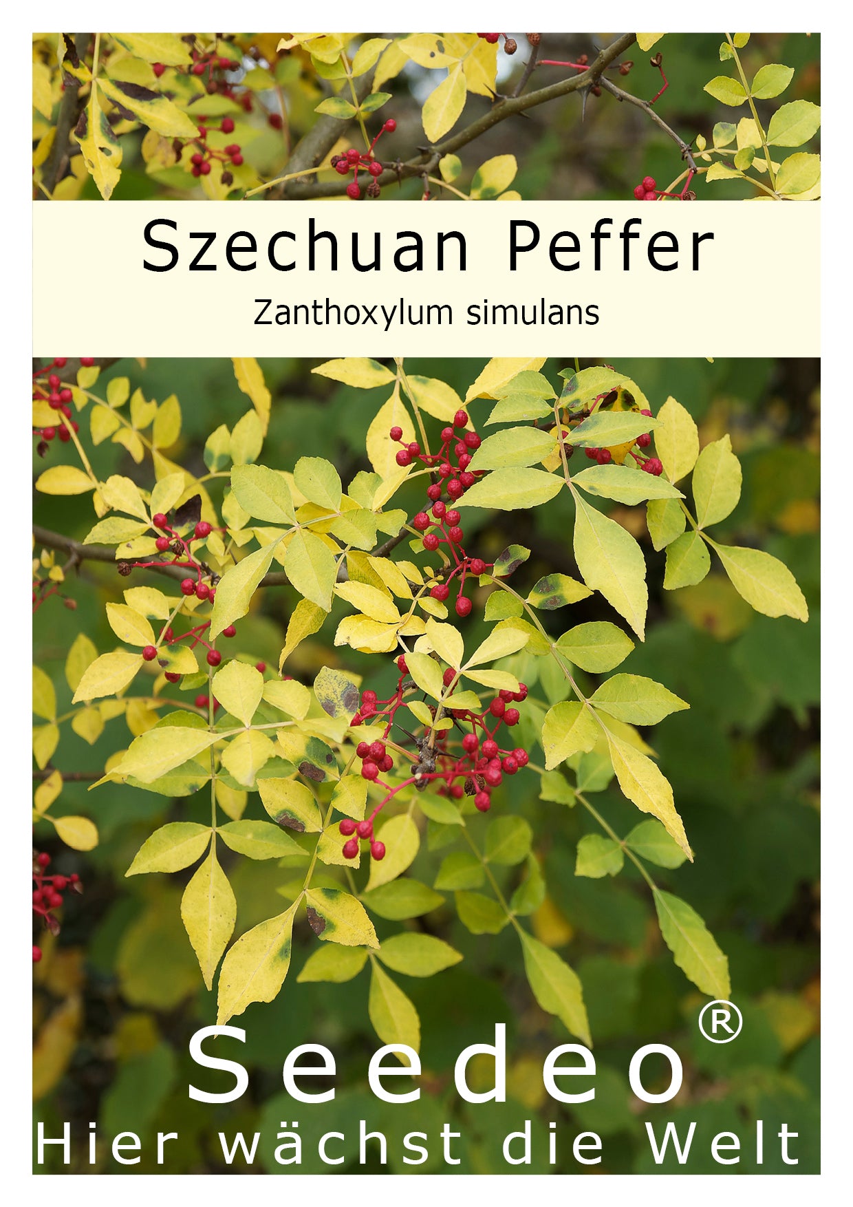 Seedeo® Szechuan Peffer (Zanthoxylum simulans) ca. 80 cm hoch