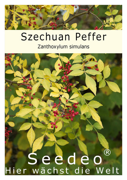 Seedeo® Szechuan Peffer (Zanthoxylum simulans) ca. 80 cm hoch