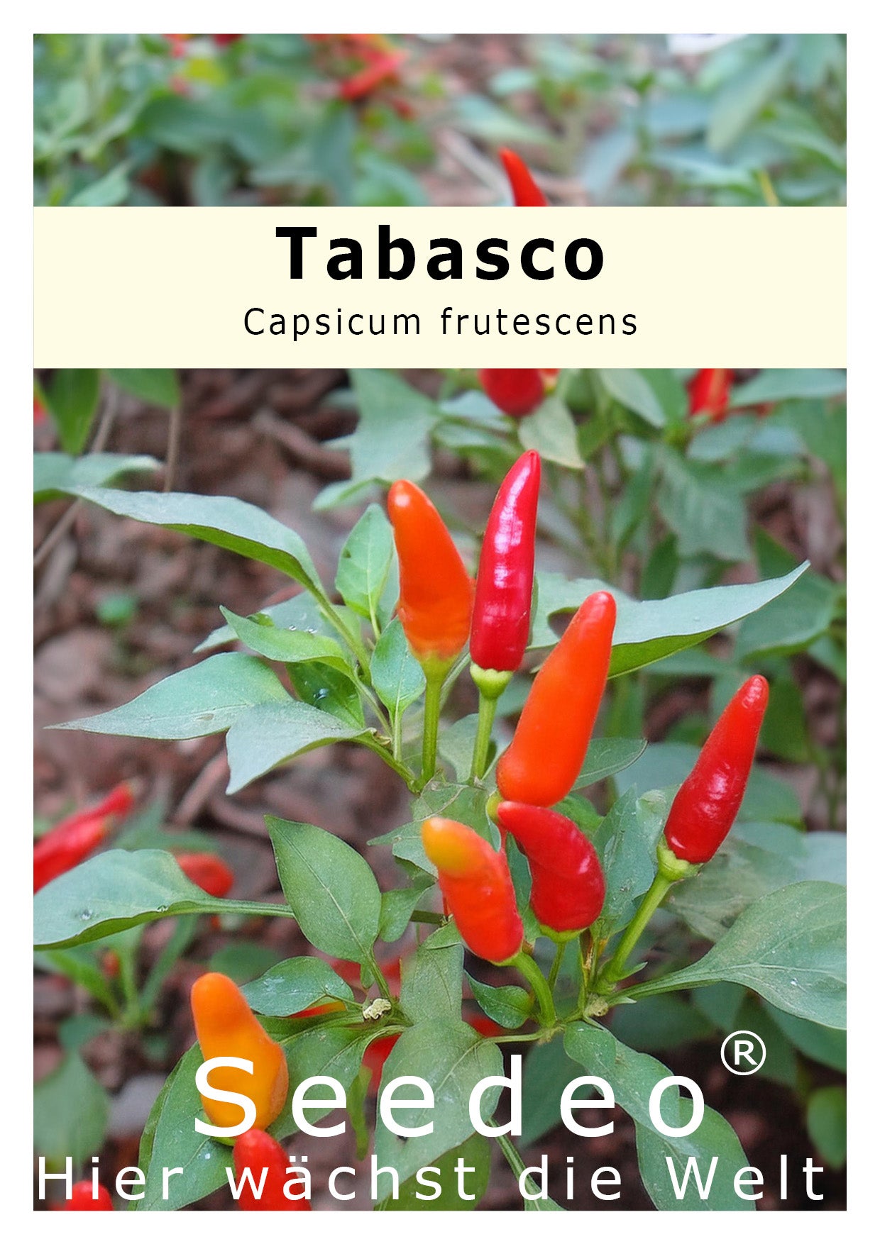 Seedeo® Tabasco (Capsicum frutescens) 20 Samen