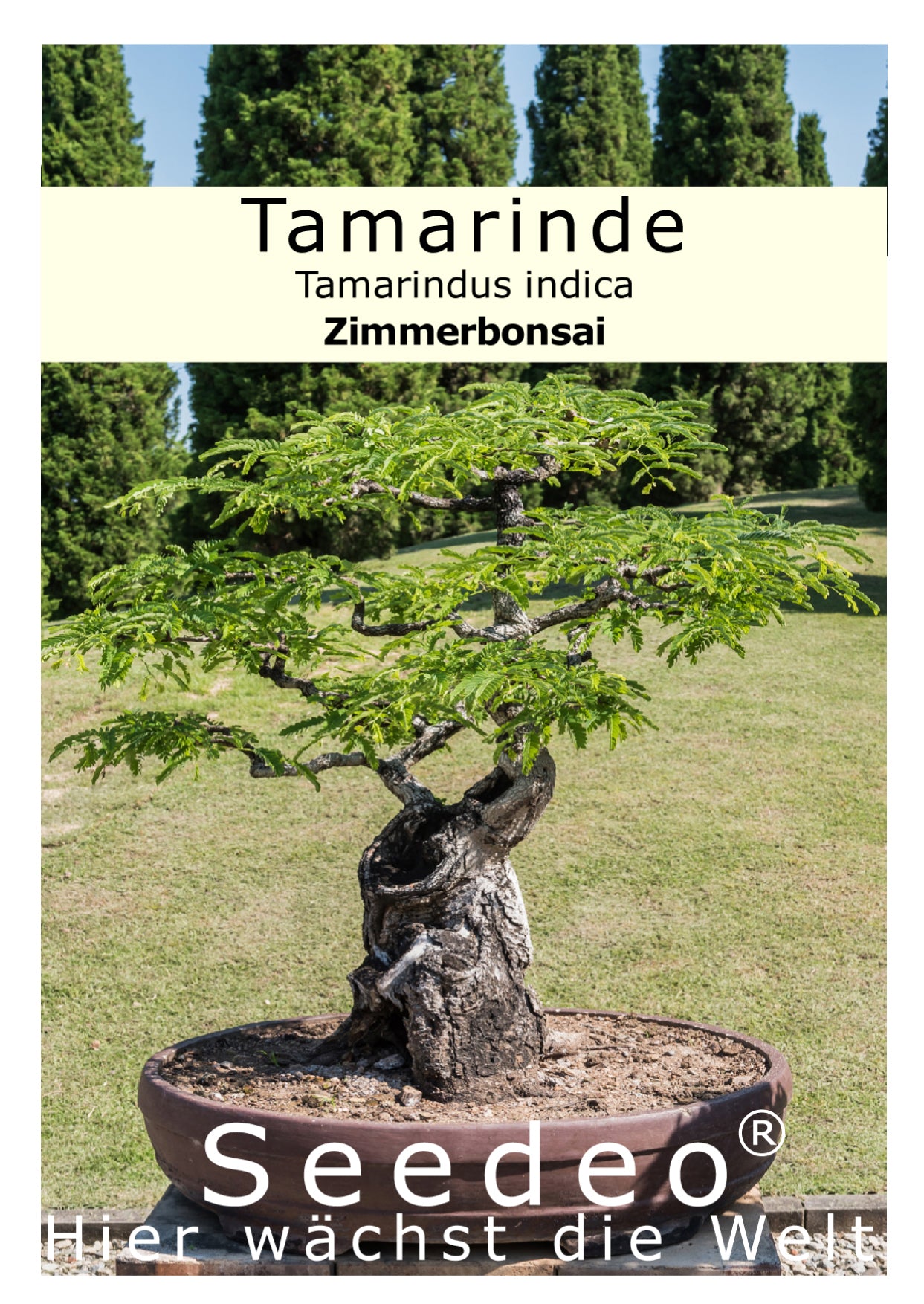 Seedeo® Tamarinde Indische Gewürzrinde (Tamarindus indica) 6 Samen