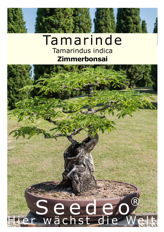 Seedeo® Tamarinde Indische Gewürzrinde (Tamarindus indica) 6 Samen