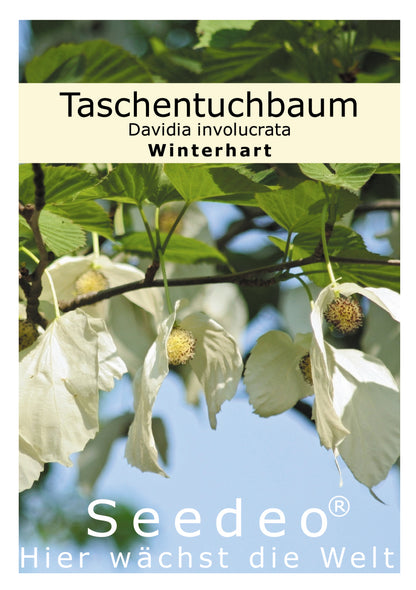 Seedeo® Taschentuchbaum (Davidia involucrata) 1 Samen
