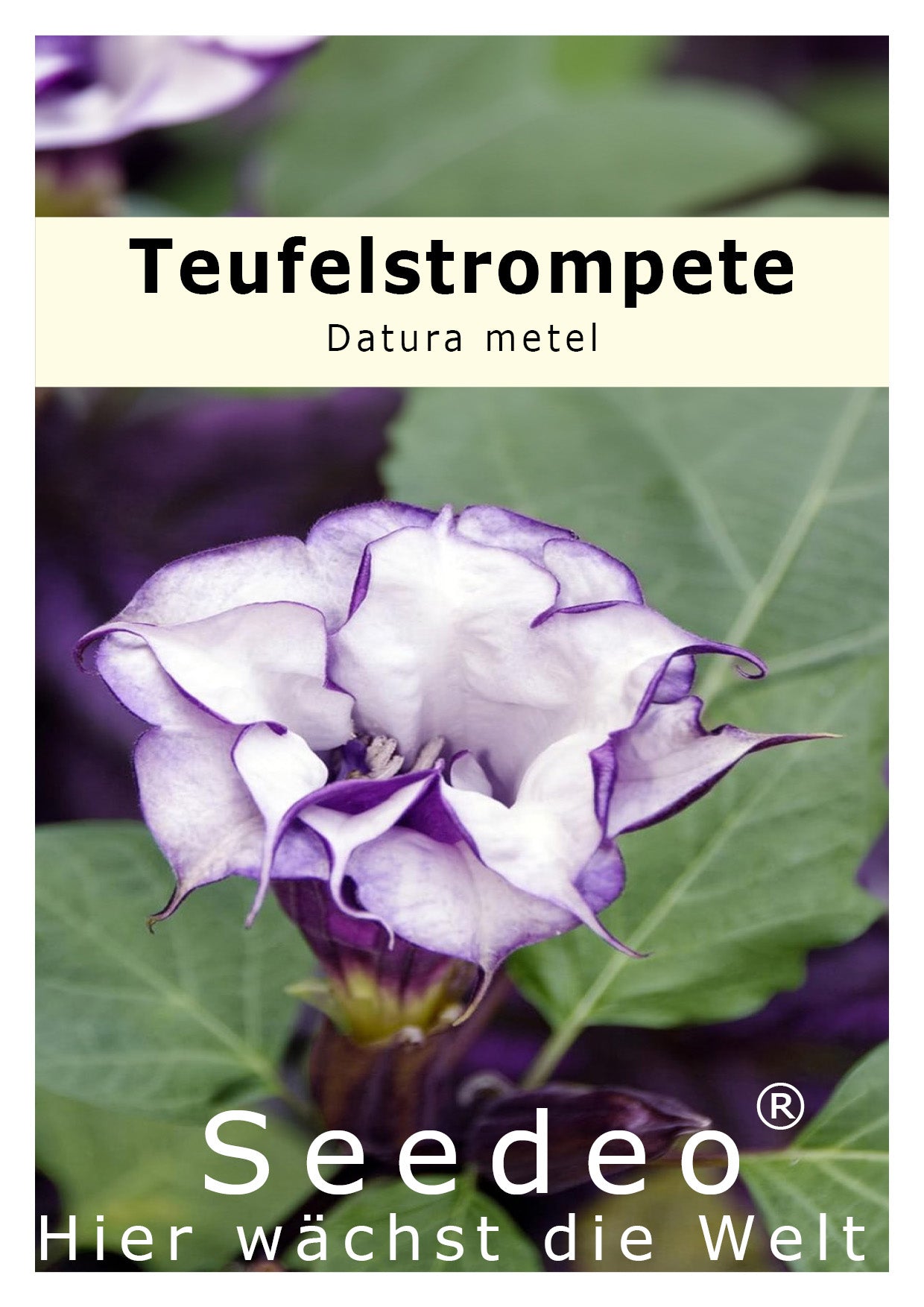Seedeo® Teufelstrompete (Datura metel) 10 Samen