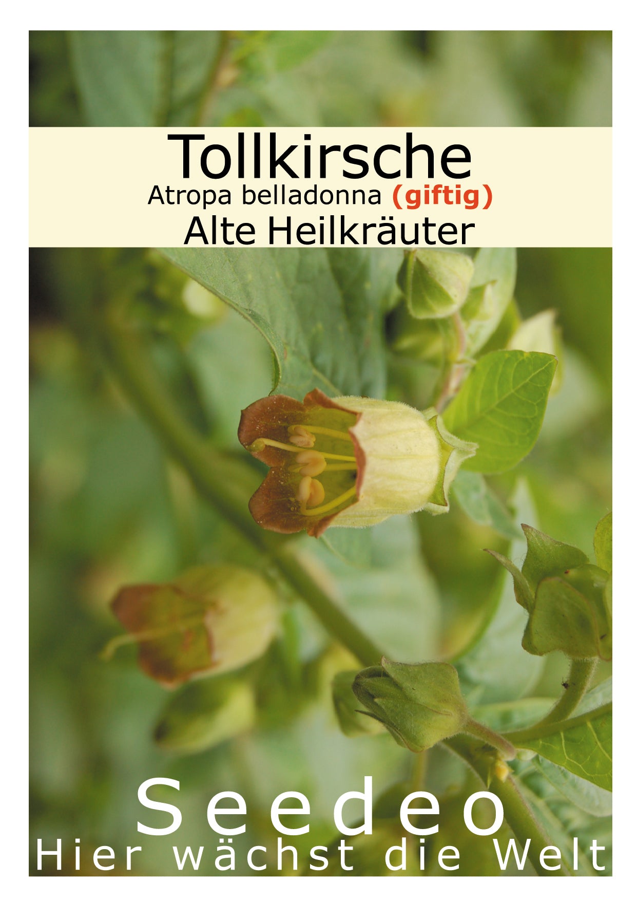 Seedeo® Tollkirsche (Atropa belladonna) 50 Samen