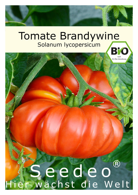 Seedeo® Tomate Brandywine (Solanum Lycopersicum L.) 25 Samen BIO