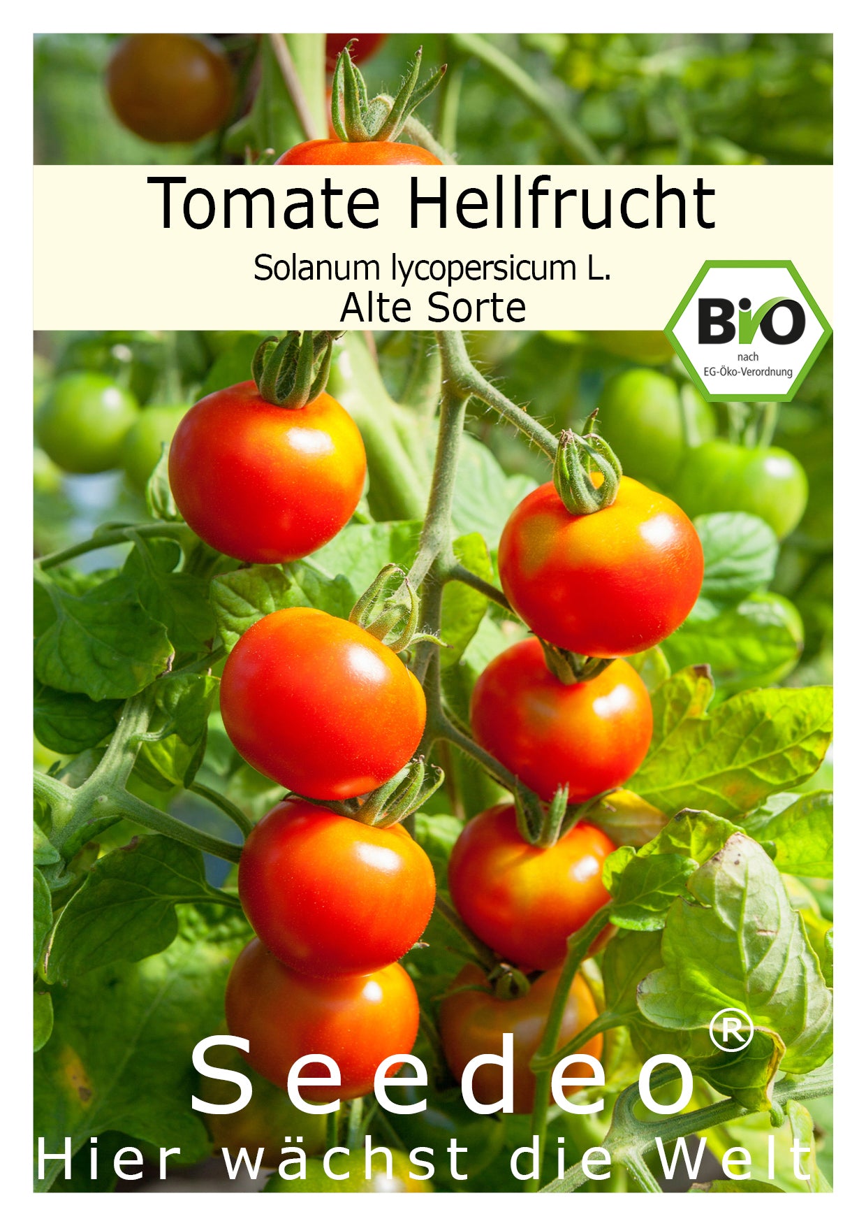 Seedeo® Tomate Hellfrucht (Lycopersicum L.)  35 Samen BIO
