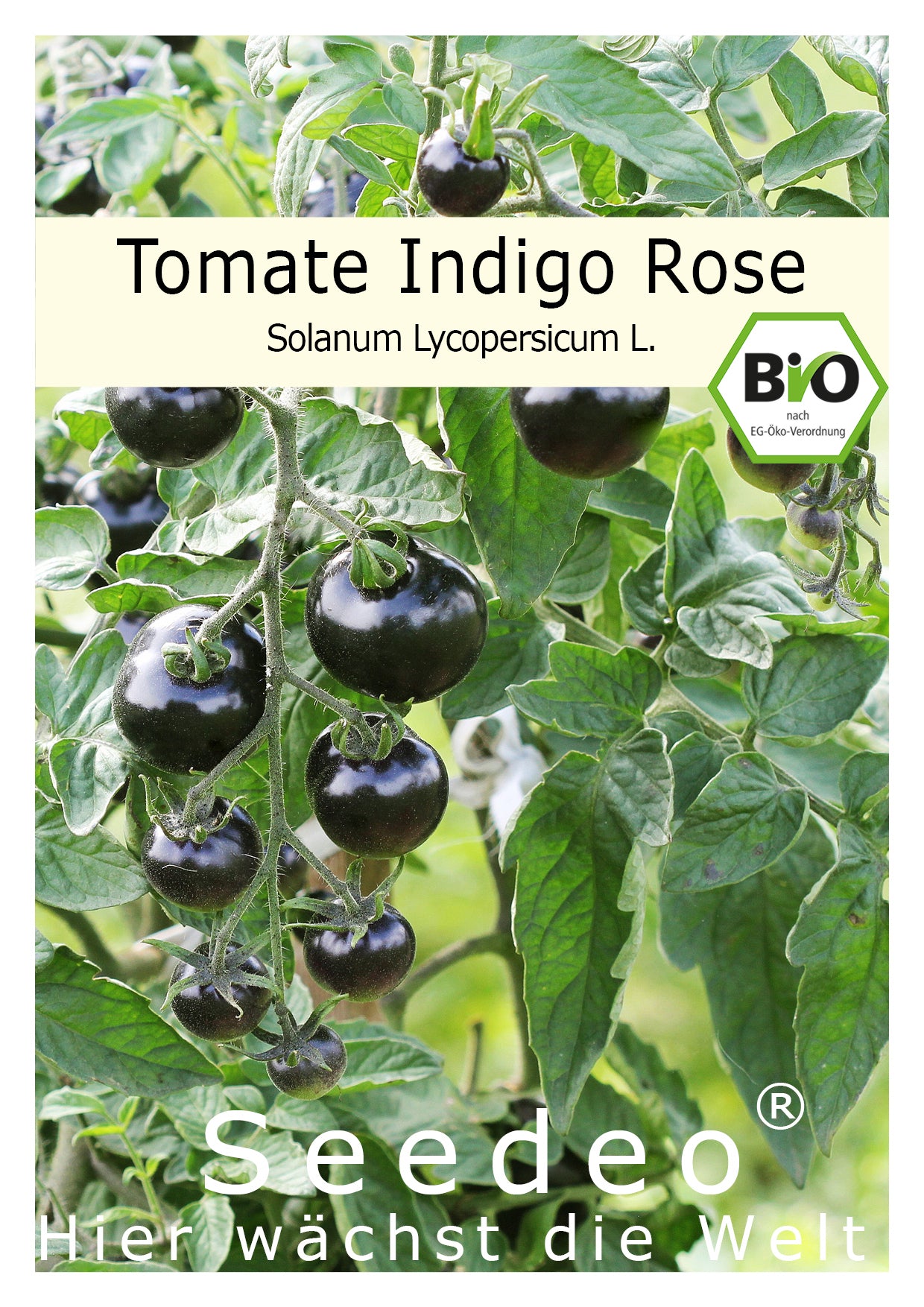 Seedeo® Tomate Indigo Rose (Lycopersicum L.) 20 Samen BIO