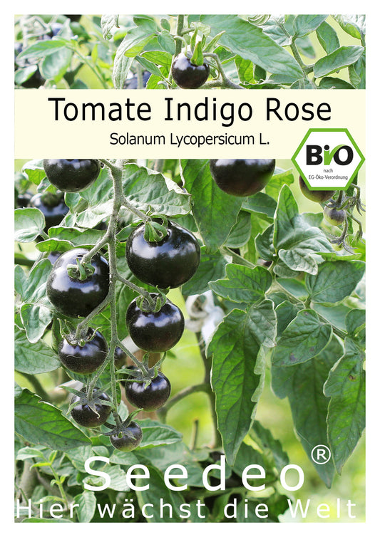 Seedeo® Tomate Indigo Rose (Lycopersicum L.) 20 Samen BIO