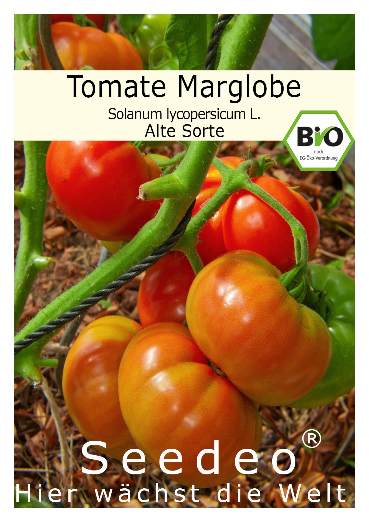 Seedeo® Tomate Marglobe (Lycopersicum L.) 25 Samen BIO