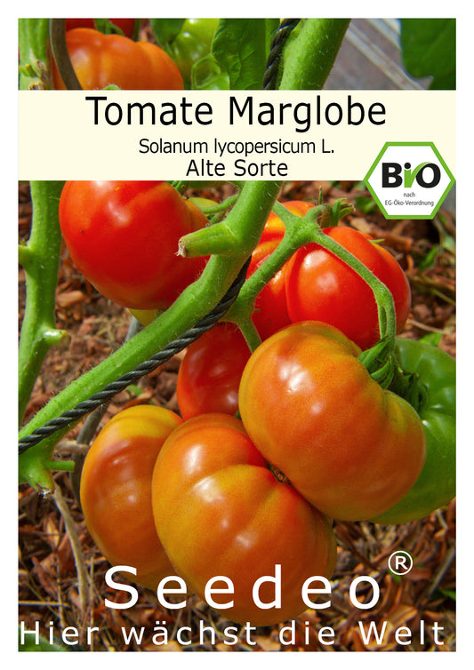 Seedeo® Tomate Marglobe (Lycopersicum L.) 25 Samen BIO