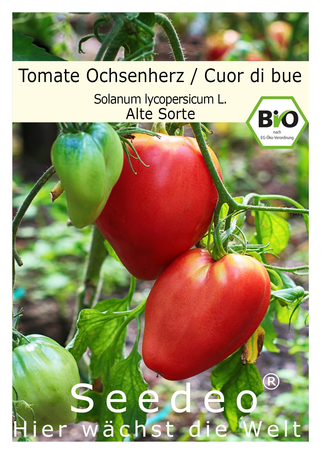 Seedeo® Tomate Ochsenherz (Cuor di bue) (Lycopersicum L.) 25 Samen BIO
