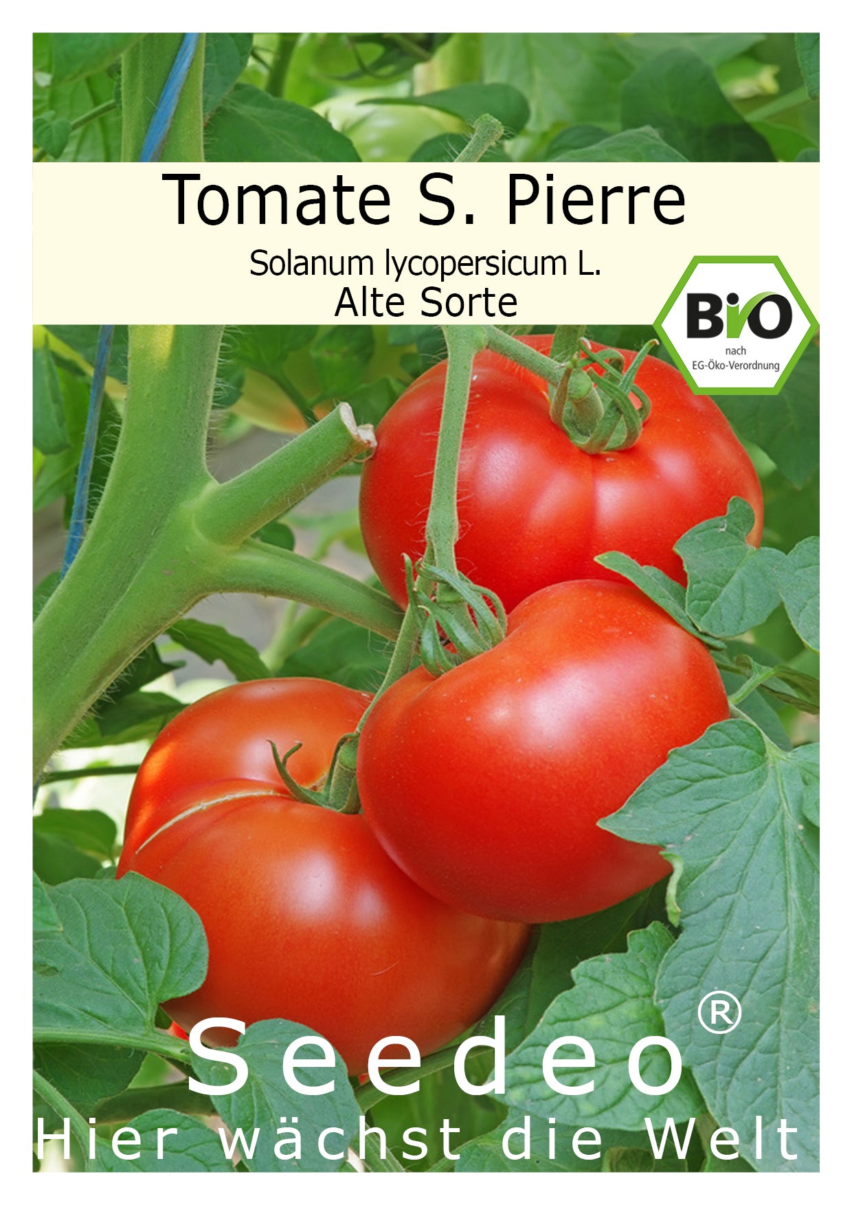 Seedeo® Tomate St. Pierre (Lycopersicum L.) 25 Samen BIO
