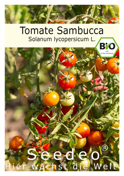 Seedeo® Tomate Sambucca (Solanum Lycopersicum L.) 25 Samen BIO