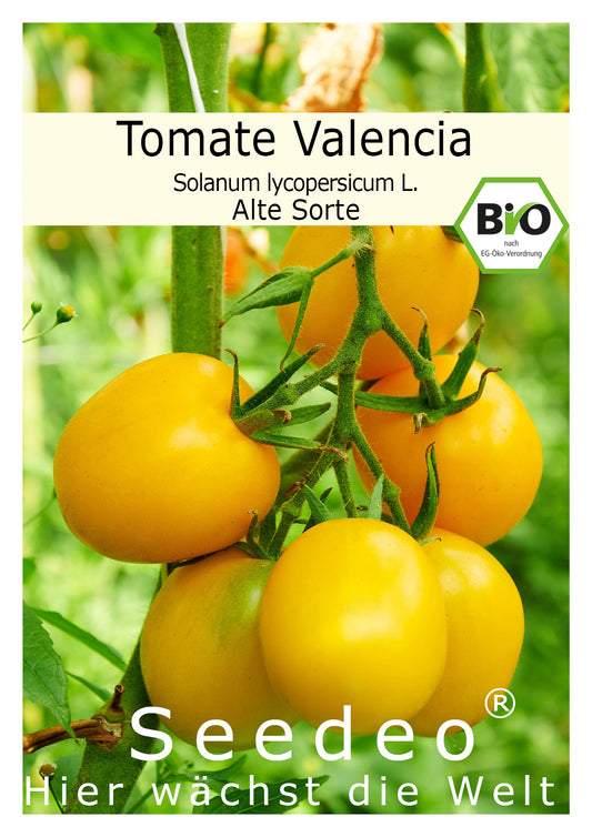 Seedeo® Tomate Valencia (Lycopersicum esculentum) 25 Samen BIO
