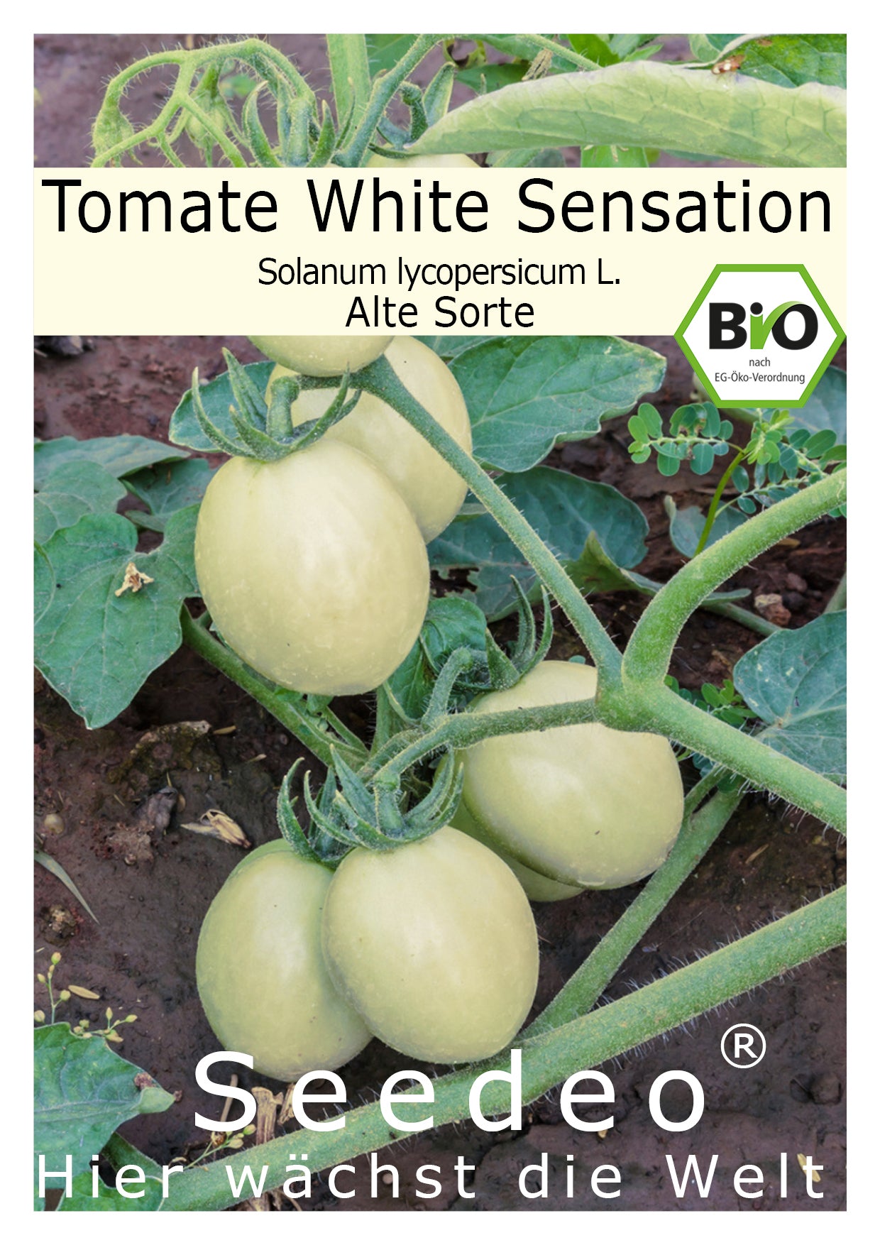 Seedeo® Tomate White Sensation (Lycopersicon esculentum Mill.) 25 Samen BIO