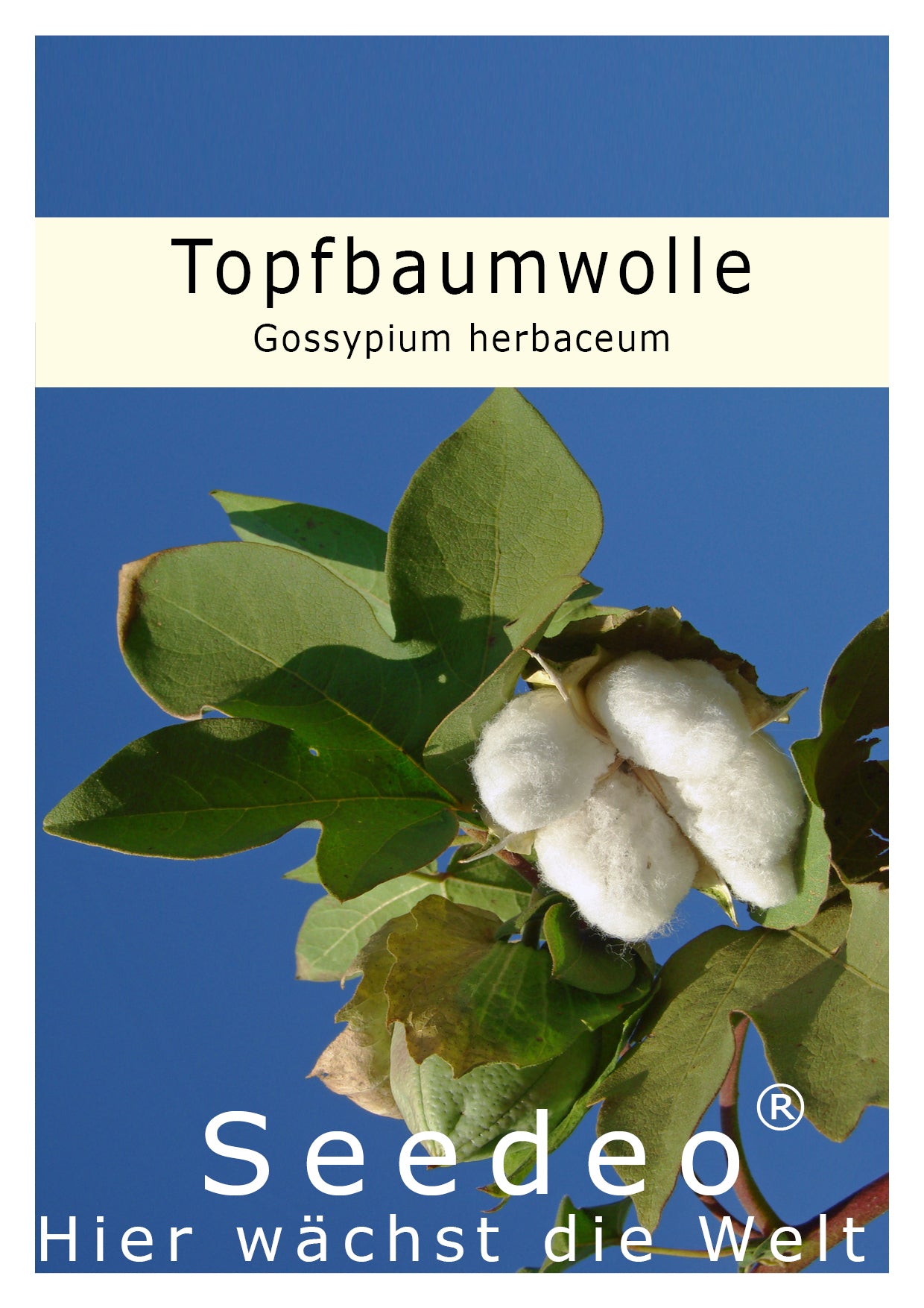 Seedeo® Topfbaumwolle (Gossypium herbaceum) 10 Samen
