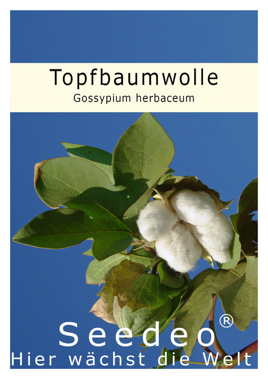 Seedeo® Topfbaumwolle (Gossypium herbaceum) 10 Samen
