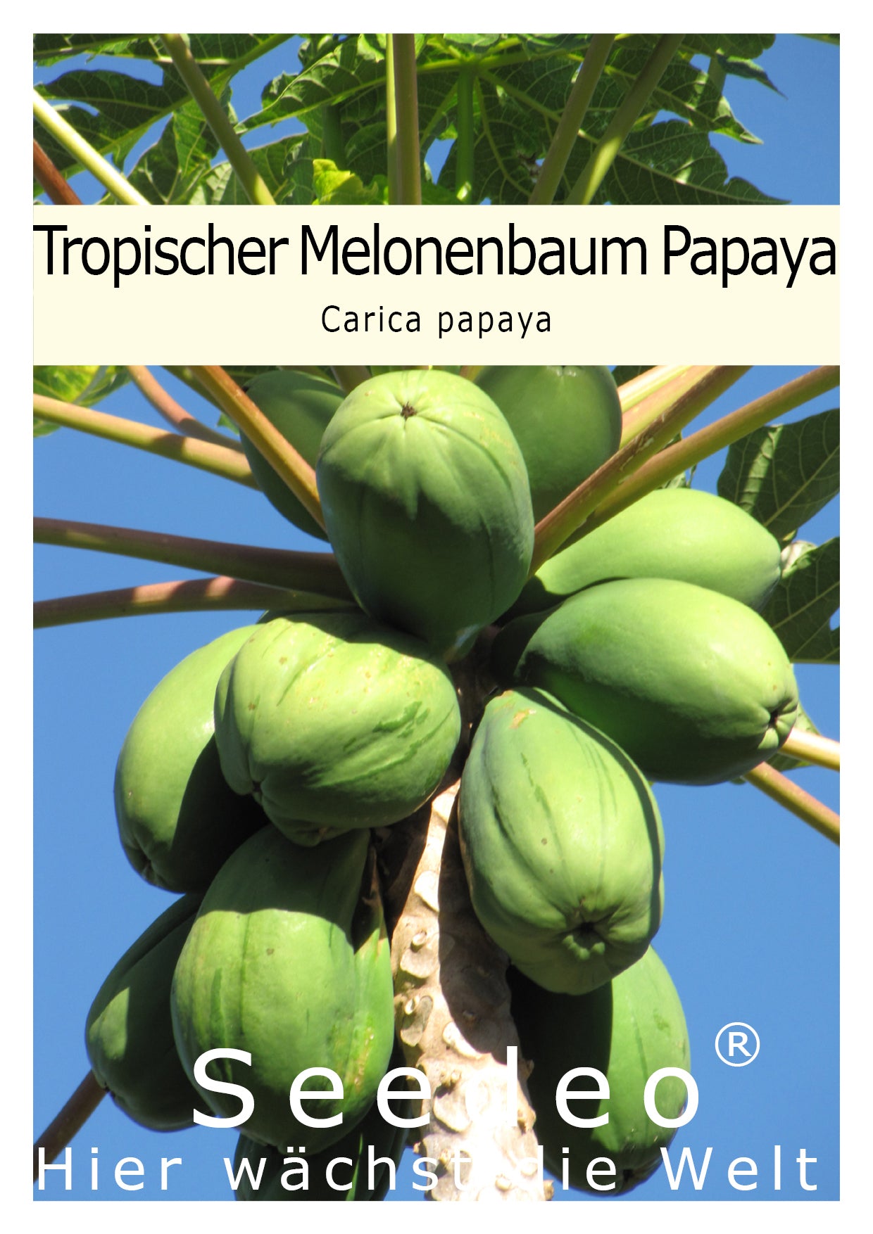 Seedeo® Tropischer Melonenbaum (Papaya Carica Papaya) 25 Samen